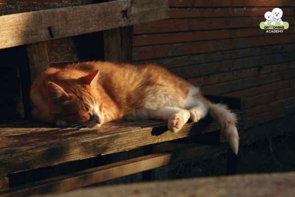 Mèo nên được tắm nắng mỗi ngày Mèo nên được tắm nắng mỗi ngày