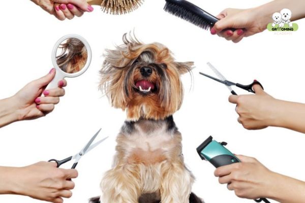 Các bước Grooming thú cưng Các bước Grooming thú cưng
