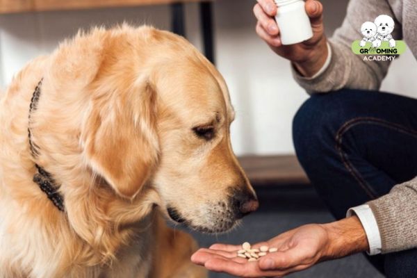Cân nhắc chọn phương pháp tẩy giun phù hợp với cún Cân nhắc chọn phương pháp tẩy giun phù hợp với cún