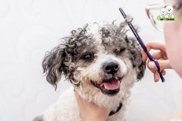 Cắt tỉa lông cho cún cưng Cắt tỉa lông cho cún cưng