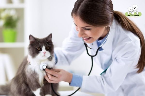 Chăm sóc sức khỏe cho mèo cưng Chăm sóc sức khỏe cho mèo cưng