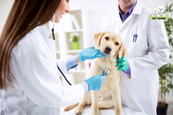 Đưa thú cưng đi khám sức khỏe định kỳ Đưa thú cưng đi khám sức khỏe định kỳ