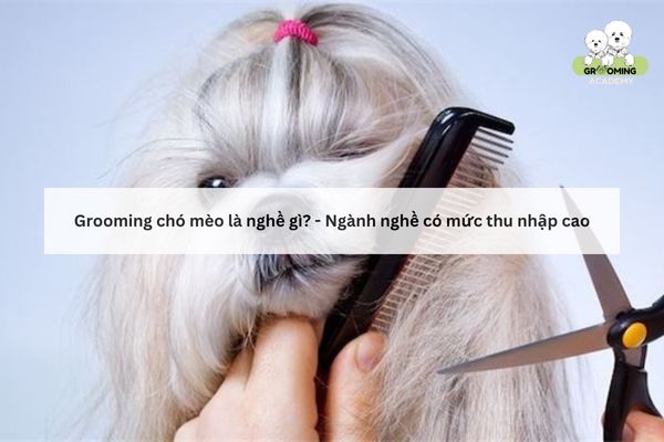 Tìm hiểu: Grooming thú cưng là nghề gì? Tìm hiểu: Grooming thú cưng là nghề gì?