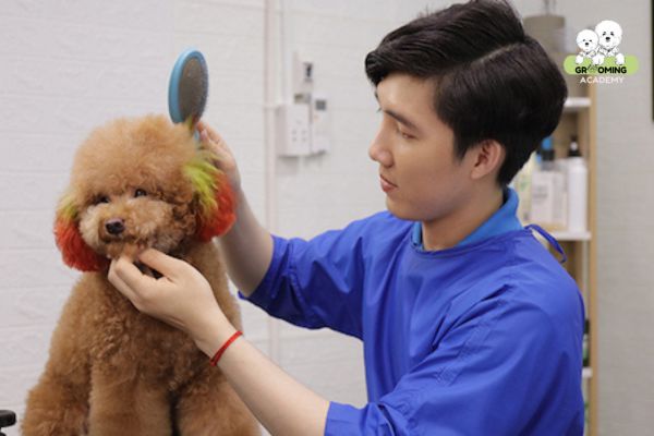 Grooming chó mèo - Ngành nghề HOT 2024 Grooming chó mèo - Ngành nghề HOT 2024