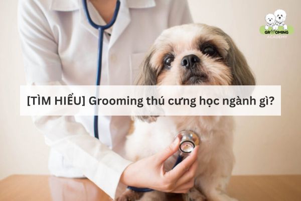 Giải đáp: Theo học nghề Grooming thú cưng nên học ngành gì? Giải đáp: Theo học nghề Grooming thú cưng nên học ngành gì?