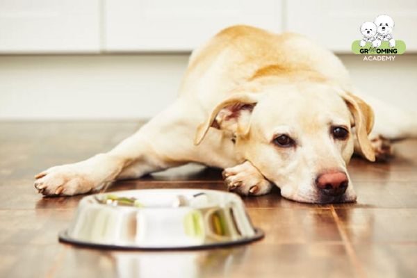 Hậu tẩy giun, chó sẽ có biểu hiện ủ rũ, mệt mỏi Hậu tẩy giun, chó sẽ có biểu hiện ủ rũ, mệt mỏi