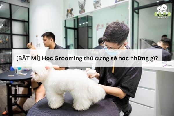Thực hành Grooming thú cưng Thực hành Grooming thú cưng
