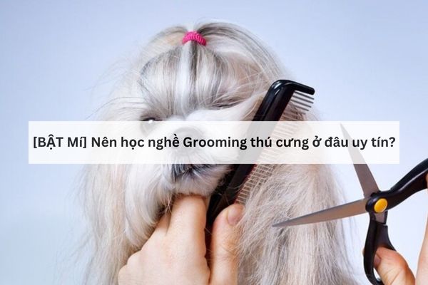 Học nghề Groomming chó mèo ở đâu? Học nghề Groomming chó mèo ở đâu?