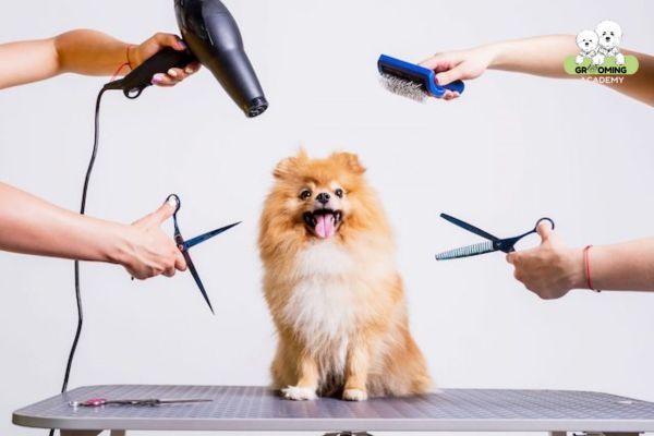 Học nghề Grooming thú cưng trên MXH Học nghề Grooming thú cưng trên MXH