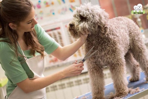 Học thực hành cắt tỉa lông trên chó thật Học thực hành cắt tỉa lông trên chó thật