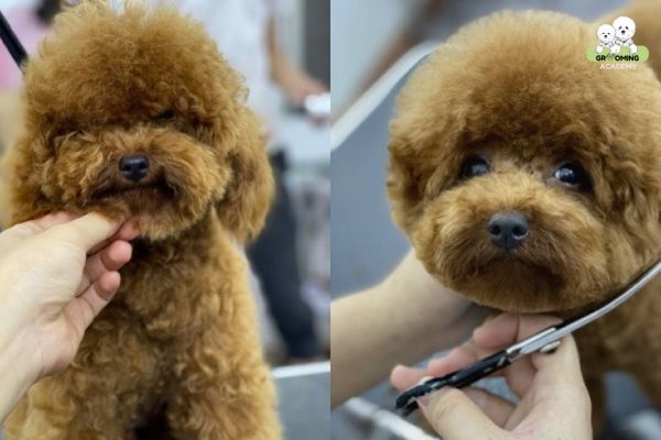 Làm nhân viên Grooming thú cưng tại các cửa hàng Spa Làm nhân viên Grooming thú cưng tại các cửa hàng Spa