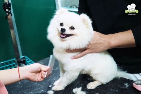 Lựa chọn địa chỉ uy tín để học Grooming thú cưng Lựa chọn địa chỉ uy tín để học Grooming thú cưng