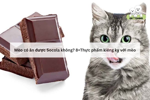 Giải đáp mèo ăn Socola có sao không? Giải đáp mèo ăn Socola có sao không?