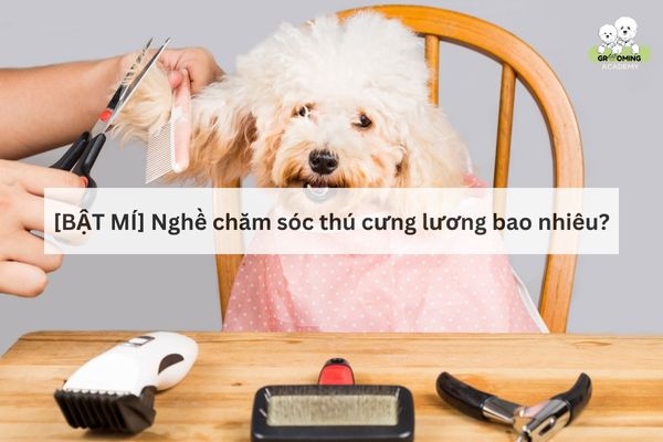 Nghề Grooming thú cưng lương bao nhiêu tiền một tháng? Nghề Grooming thú cưng lương bao nhiêu tiền một tháng?