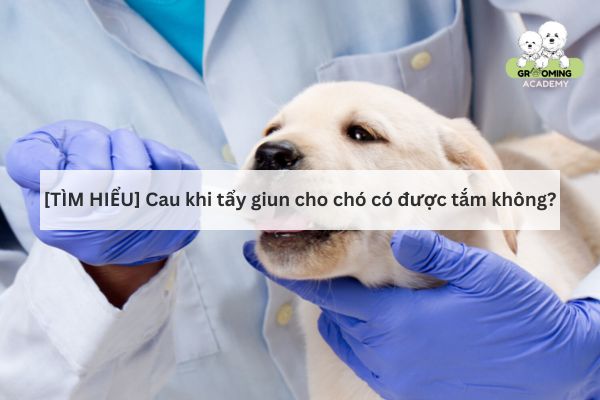 Giải đáp: chó mới tẩy giun có được tắm không? Giải đáp: chó mới tẩy giun có được tắm không?