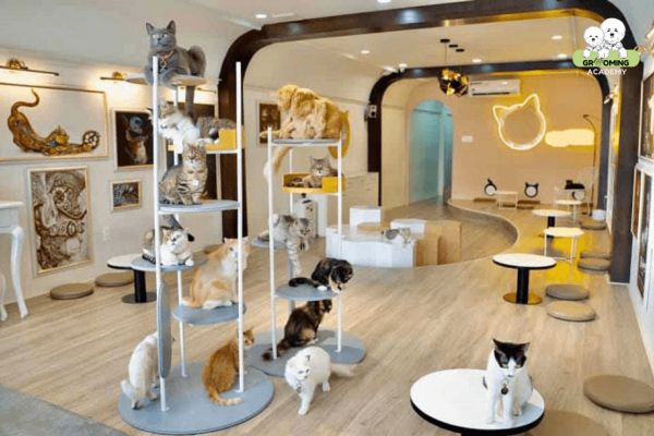 Thiết kế, trang trí cửa hàng chăm sóc thú cưng đẹp, độc, lạ giúp bạn kinh doanh dịch vụ chăm sóc thú cưng thành công Thiết kế, trang trí cửa hàng chăm sóc thú cưng đẹp, độc, lạ giúp bạn kinh doanh dịch vụ chăm sóc thú cưng thành công