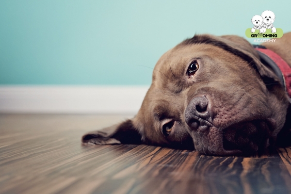 Biểu hiện mệt mỏi ở chó khi mắc bệnh Parvo