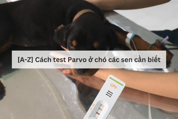 Hướng dẫn cách test Parvo cho chó