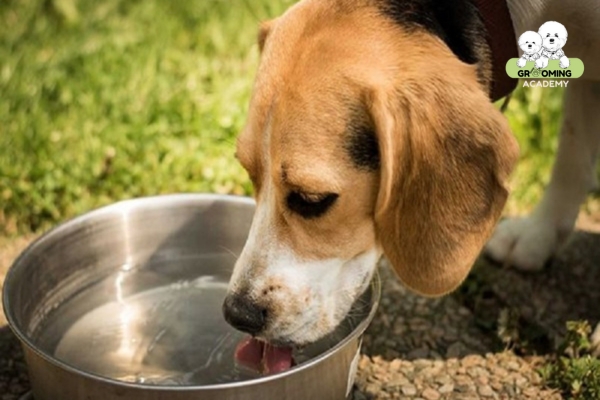 Cho chó uống nước thường hàng ngày