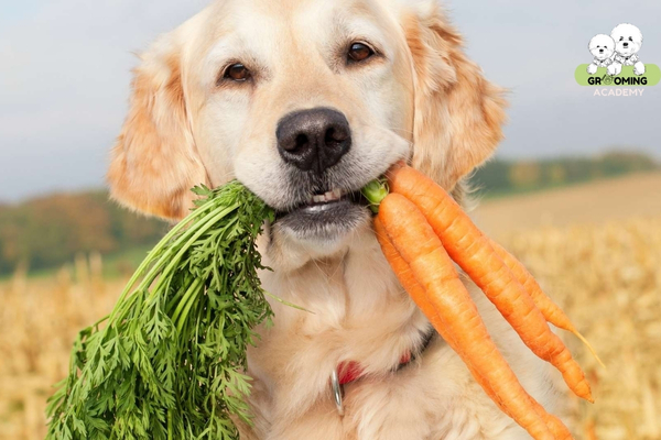 Bổ sung các loại hạt, rau củ quả cho chó cưng