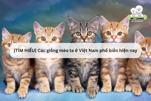 Tổng hợp các giống mèo phổ biến tại Việt Nam