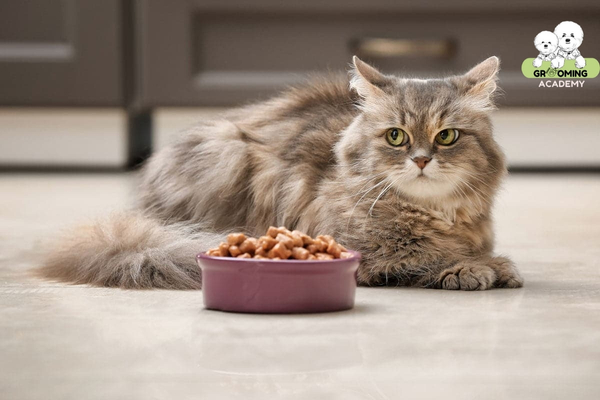 Thời gian nhịn ăn tối đa của mèo là bao nhiêu ngày?