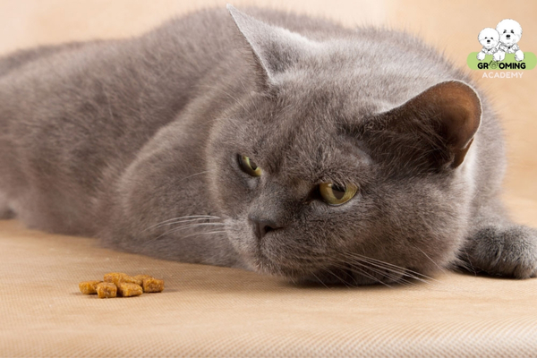 Nguyên nhân khiến mèo chán ăn là gì?